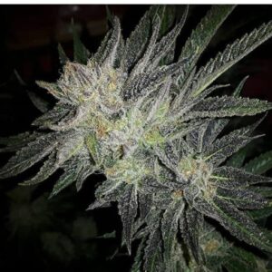 Gorilla × White Widow
