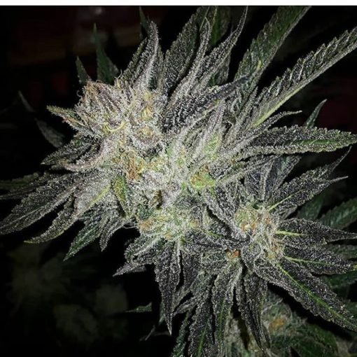Gorilla × White Widow