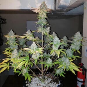 Gorilla Zkittlez Auto (Monkey Genetics)