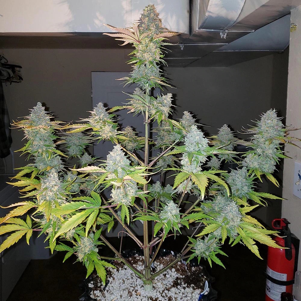 Gorilla Zkittlez Auto (Monkey Genetics)