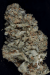 Gorilla Zkittlez (Big Head Seeds)