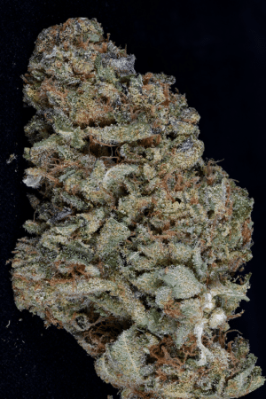 Gorilla Zkittlez (Big Head Seeds)
