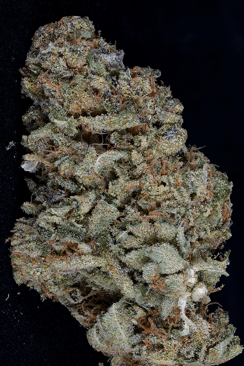 Gorilla Zkittlez (Big Head Seeds)