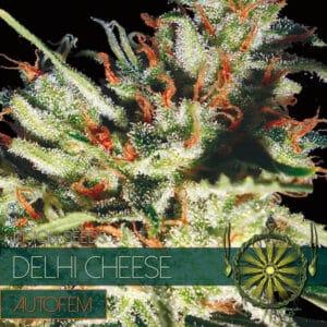 Gouda's Grass Auto