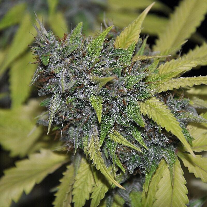 Grandaddy Confidential