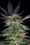 Grandaddy Purple (Big Head Seeds)