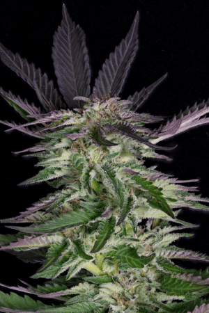 Grandaddy Purple (Big Head Seeds)
