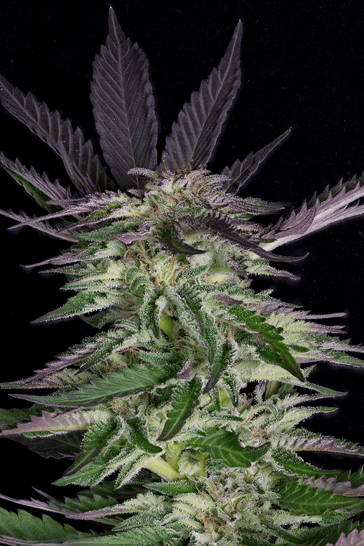 Grandaddy Purple (Big Head Seeds)
