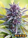 Grandaddy Purple (PowerStrains)