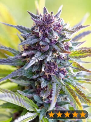 Grandaddy Purple (PowerStrains)