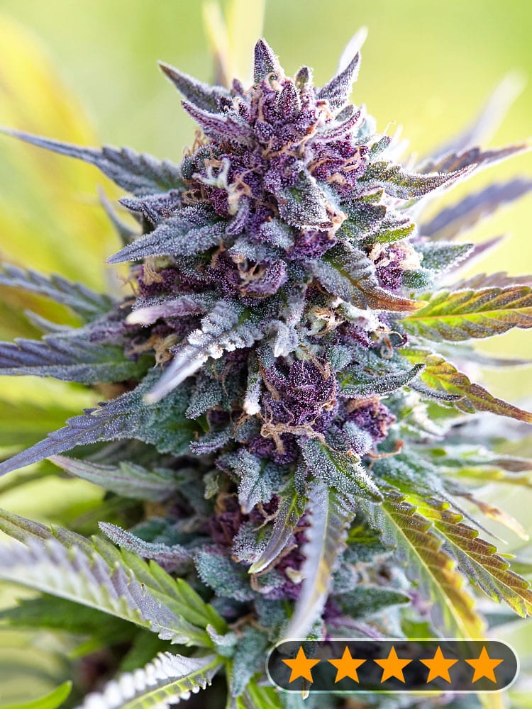 Grandaddy Purple (PowerStrains)