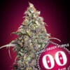 Grand Daddy Purple (00 Seeds)
