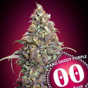 Grand Daddy Purple (00 Seeds)