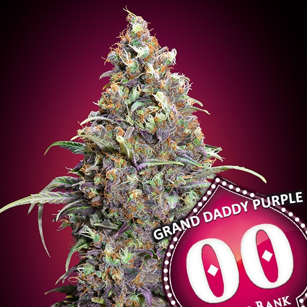 Grand Daddy Purple (00 Seeds)