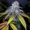 Grand Dude 8#