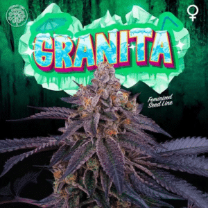 Granita