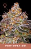 Granny Candy
