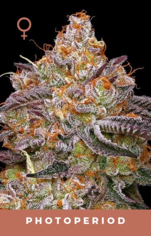 Granny Candy