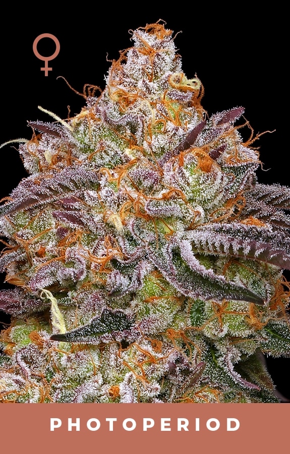 Granny Candy
