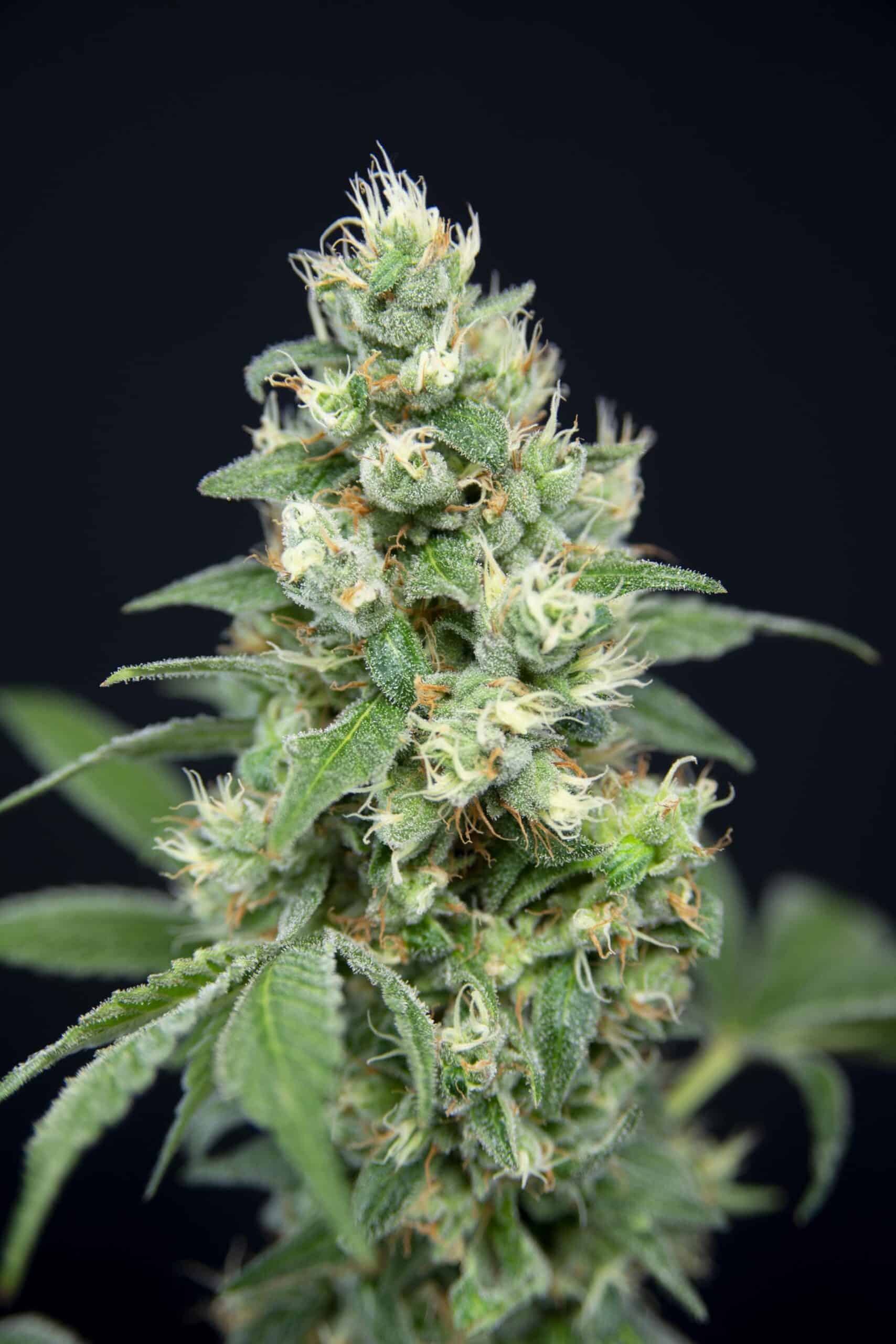 Grapefruit Barb