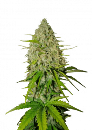 Grapefruit (FastBuds)