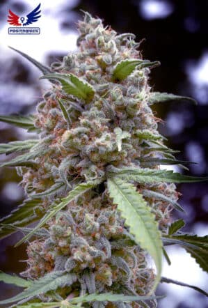 Grape Fruit Indica
