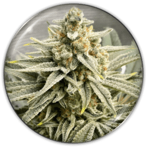 Grape Fuel