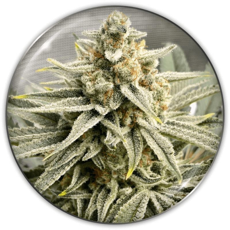 Grape Fuel