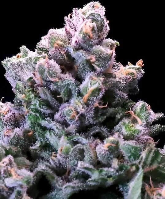 Grapes 'n' Cream FAST