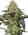 Grapevine Candy