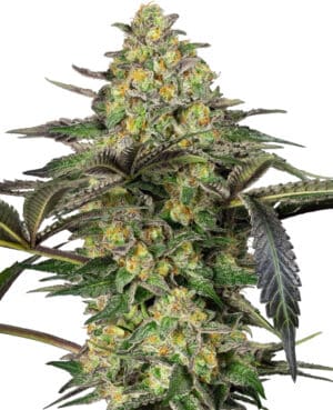 Grapevine Candy