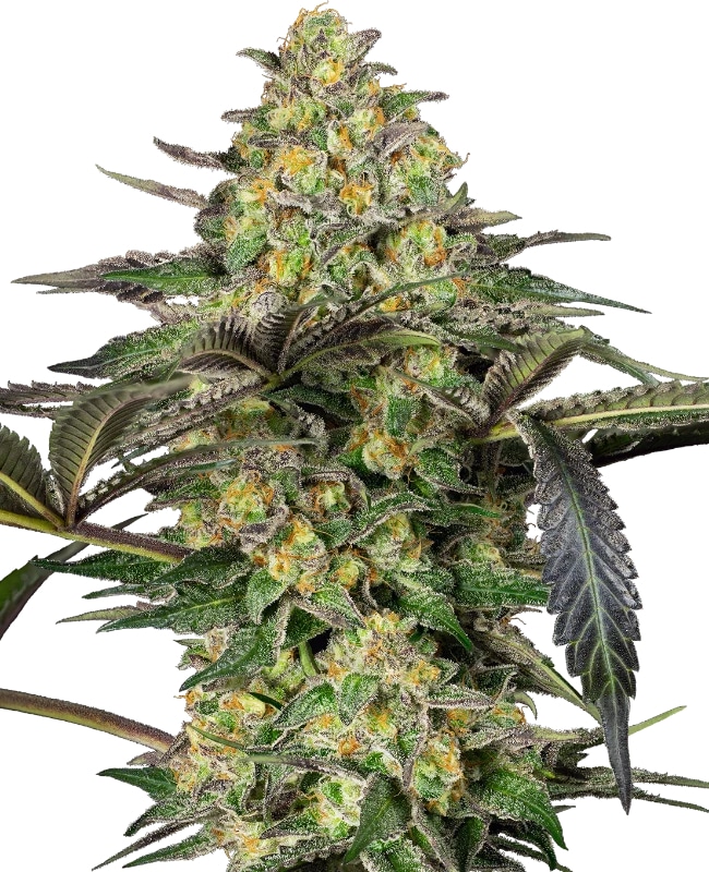Grapevine Candy