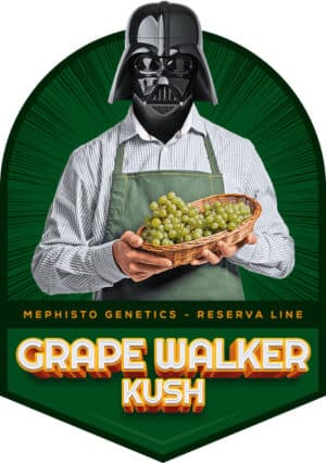Grape Walker Kush Auto