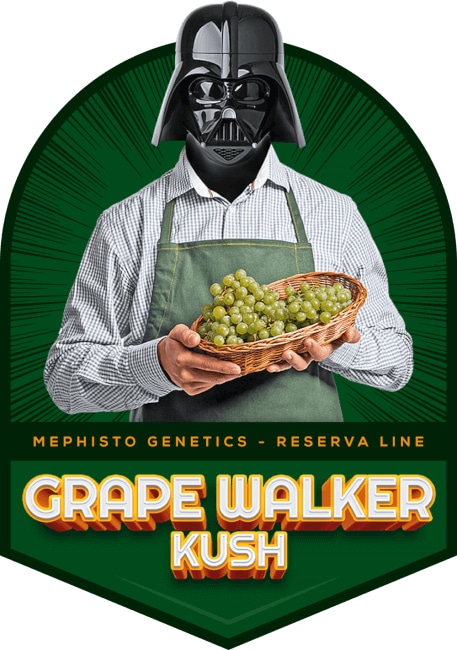 Grape Walker Kush Auto