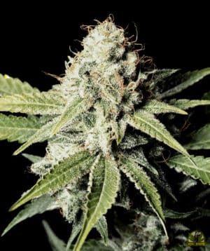 Great White Shark