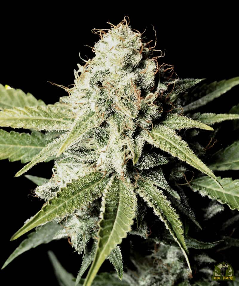 Great White Shark