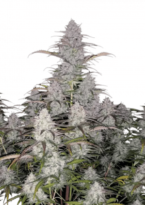 Green Crack (FastBuds)