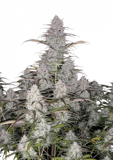 Green Crack (FastBuds)