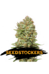 Green Crack (Seedstockers)