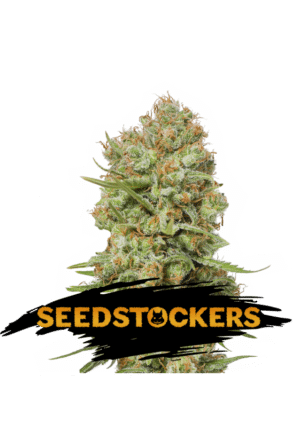 Green Crack (Seedstockers)
