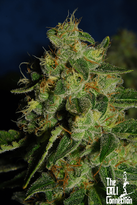 Green Crack (The Cali Connection)