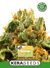 Greengo Bio Haze Auto