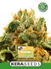 Greengo Bio Haze Auto