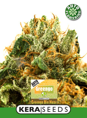 Greengo Bio Haze Auto