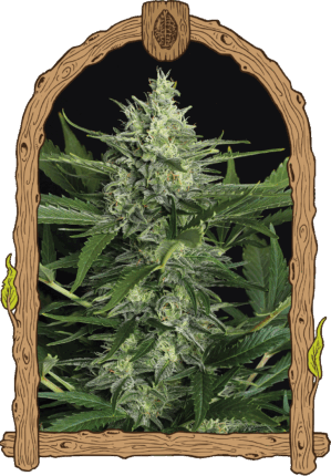 Green Gummy Auto