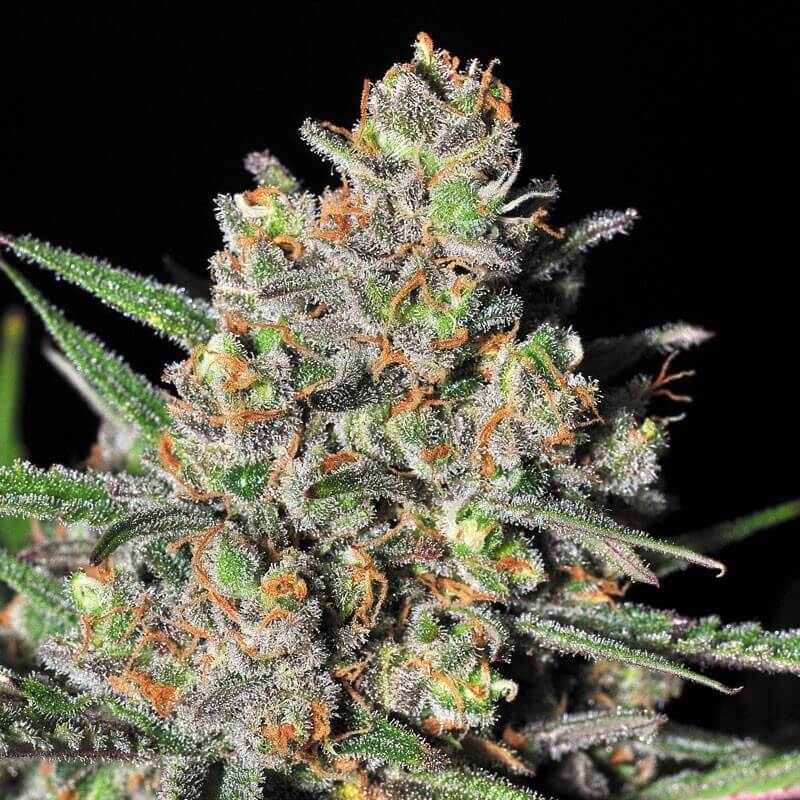 Green love potion