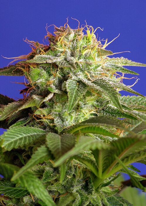 Green Poison 100 Samen – Sonderangebot 2022