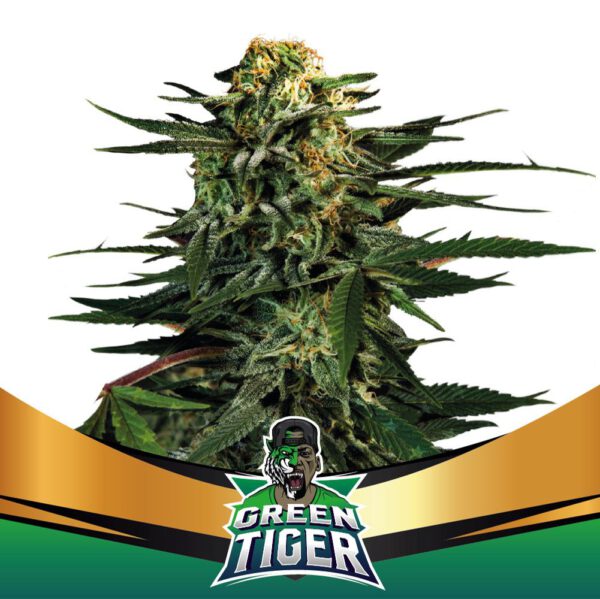Green Tiger Faster