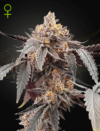 Guava x Gelato #41 Auto