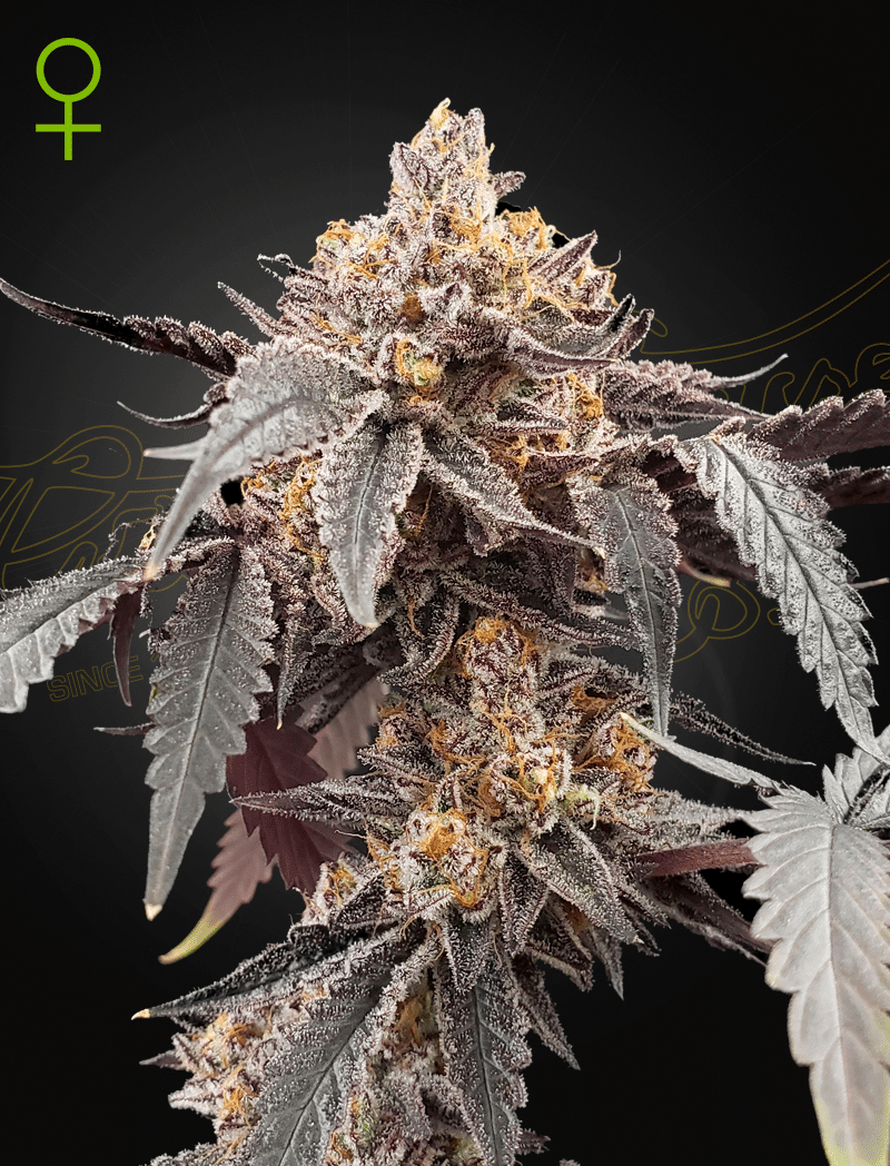 Guava x Gelato #41 Auto